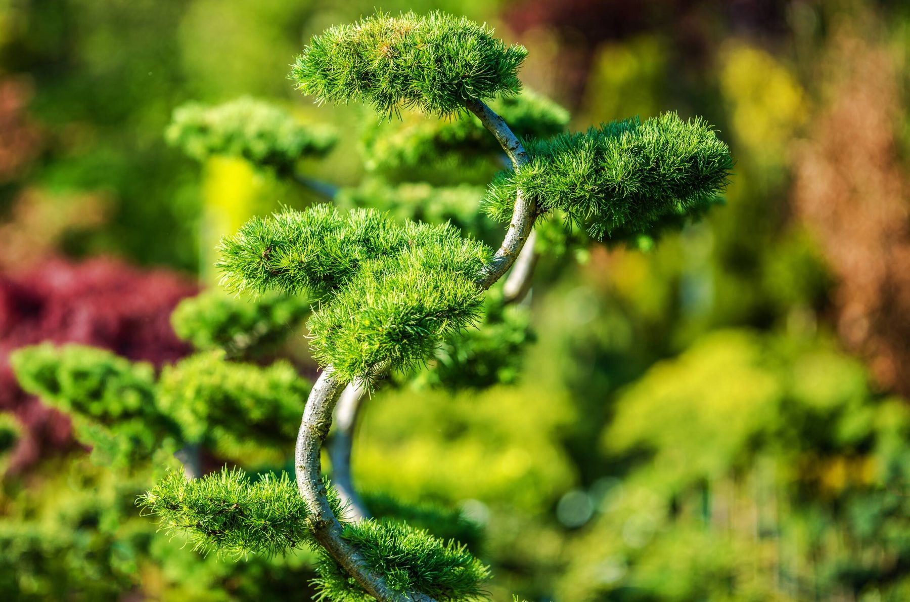 Bonsaïs de jardin en bacs